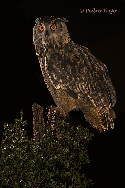 Búho real (Bubo bubo)